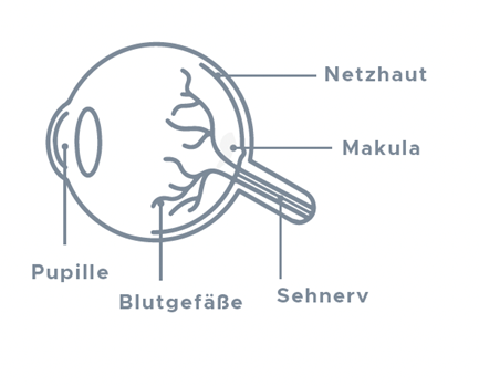 Netzhautlaser (Argon) 7 Normales Blickfeld